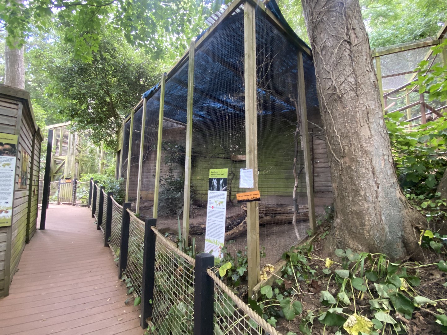 Northern white-faced owl aviary 250623