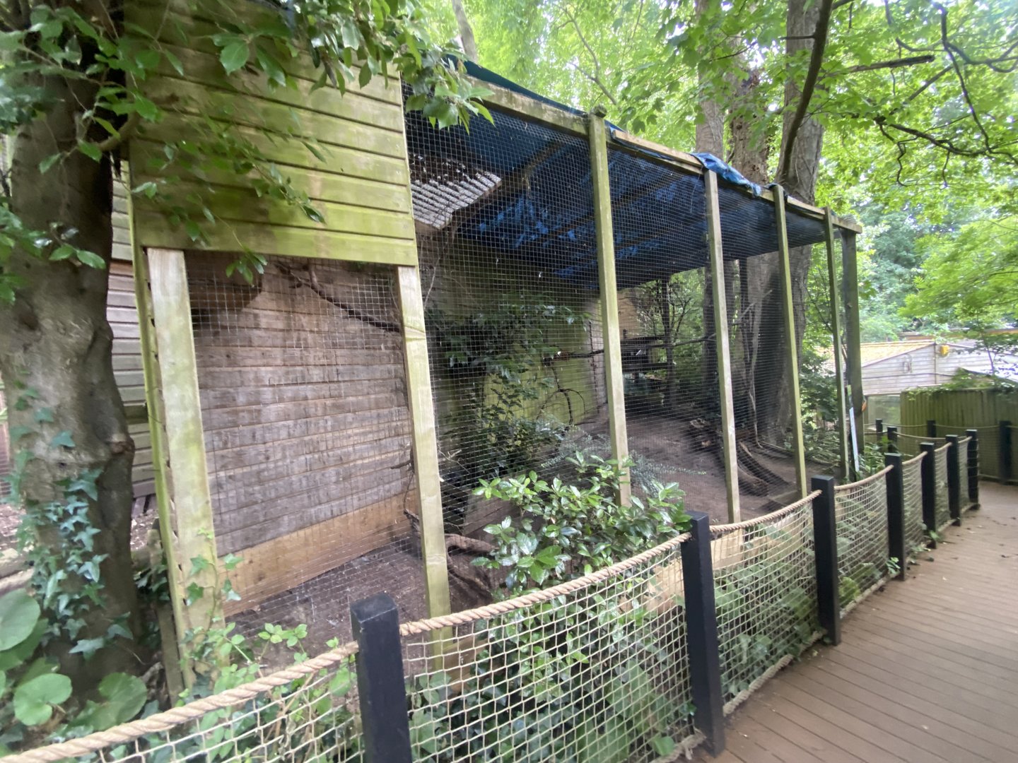 Northern white-faced owl aviary 250623