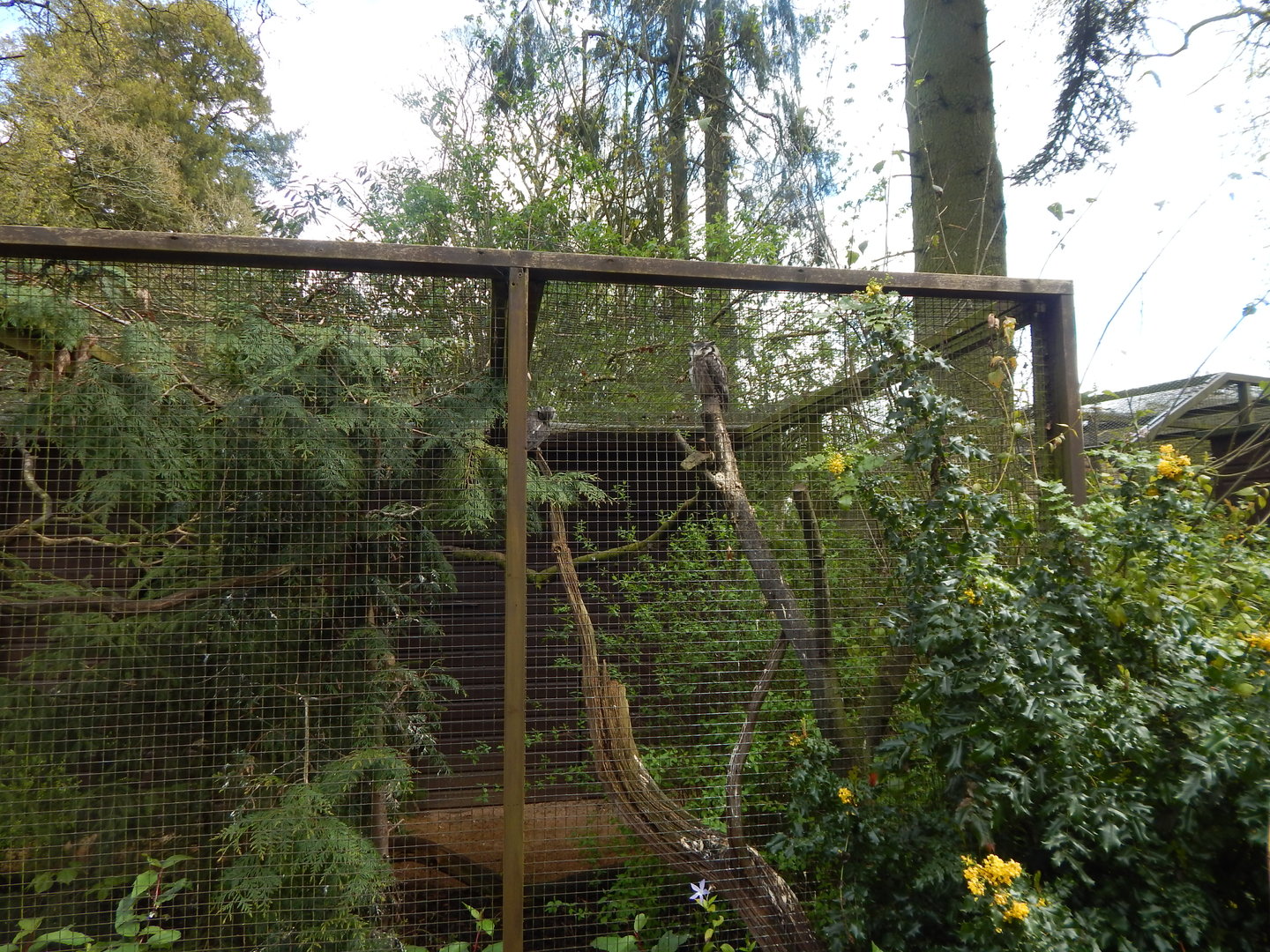 Northern white-faced owl aviary 280423
