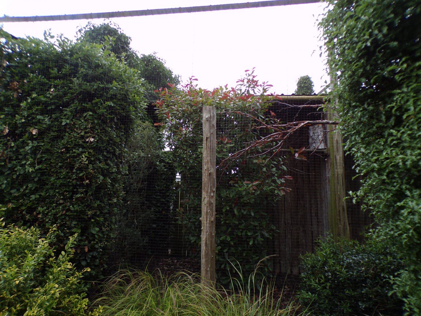 Northern white-faced owl aviary 29.6.24