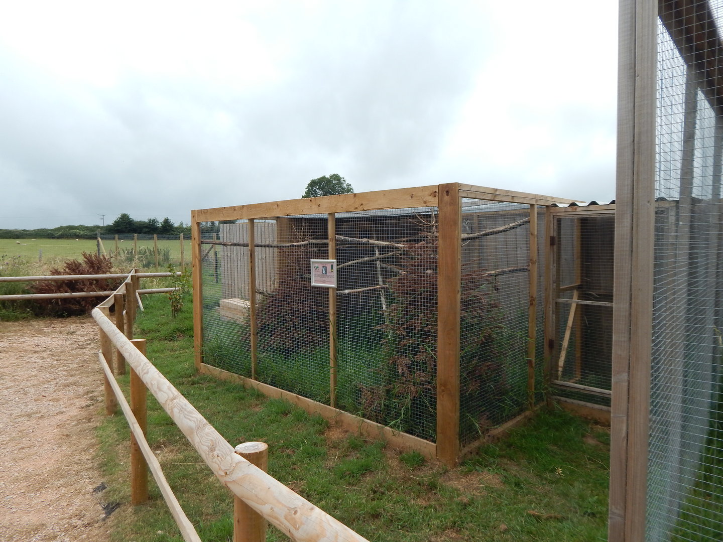 Northern white-faced owl aviary 300623