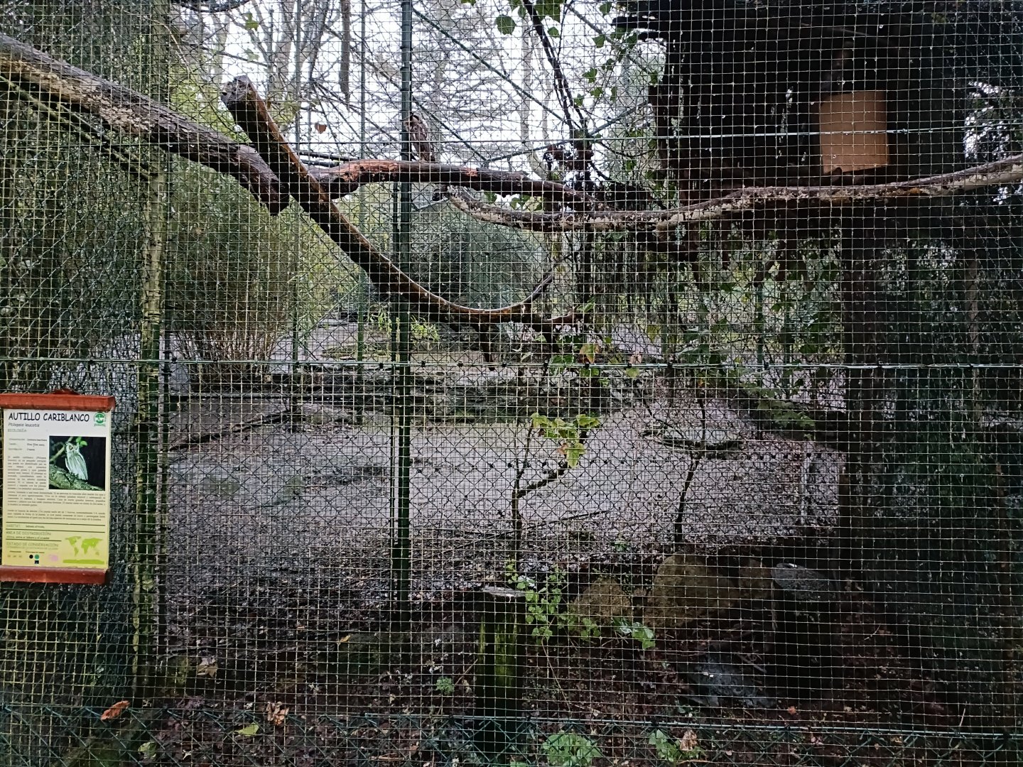 Northern white-faced owl exhibit- Avifauna Lugo