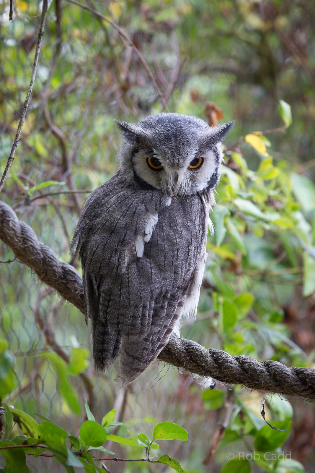 Northern white-faced owl : Hamerton : 05 Sep 2014