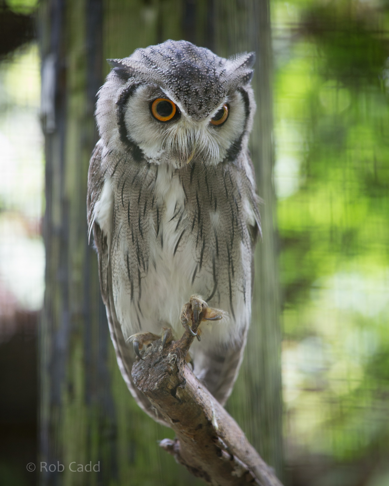 Northern white-faced owl : Marwell : 08 Aug 2014