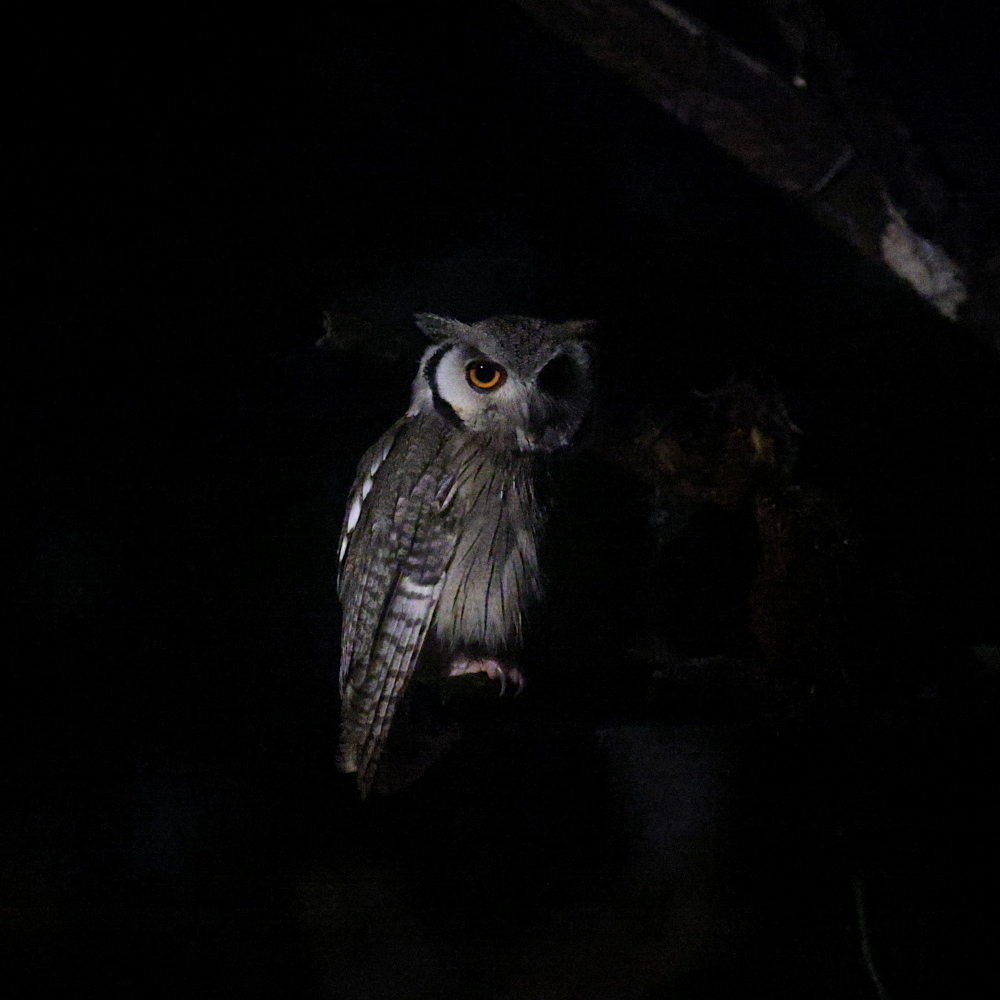 Northern White-faced Owl (Ptilopsis leucotis)