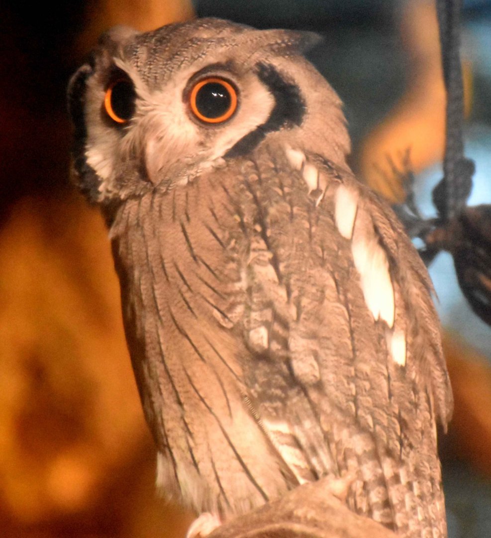 Northern White-faced Owl (Ptilopsis leucotis)