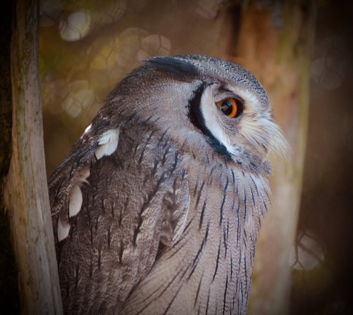 Northern White Faced Owl - September 2020