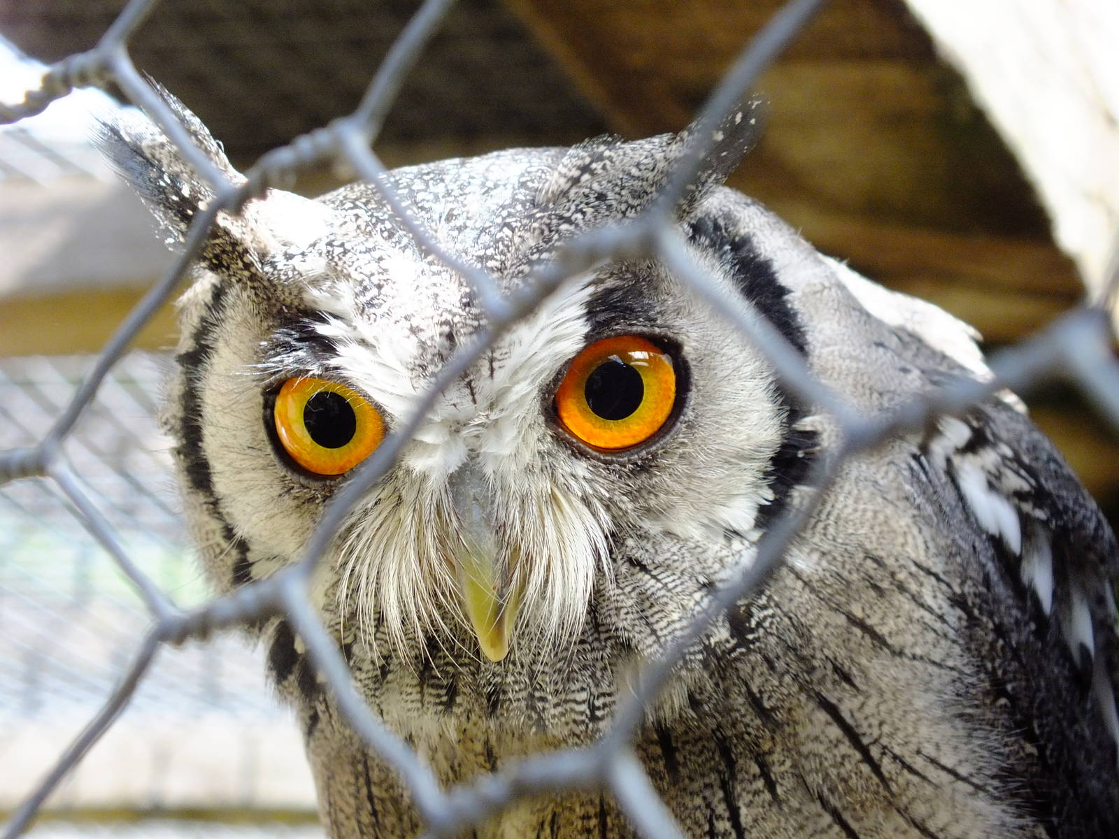 Northern white-faced Owl- Small Breeds Farm Park and Owl Centre