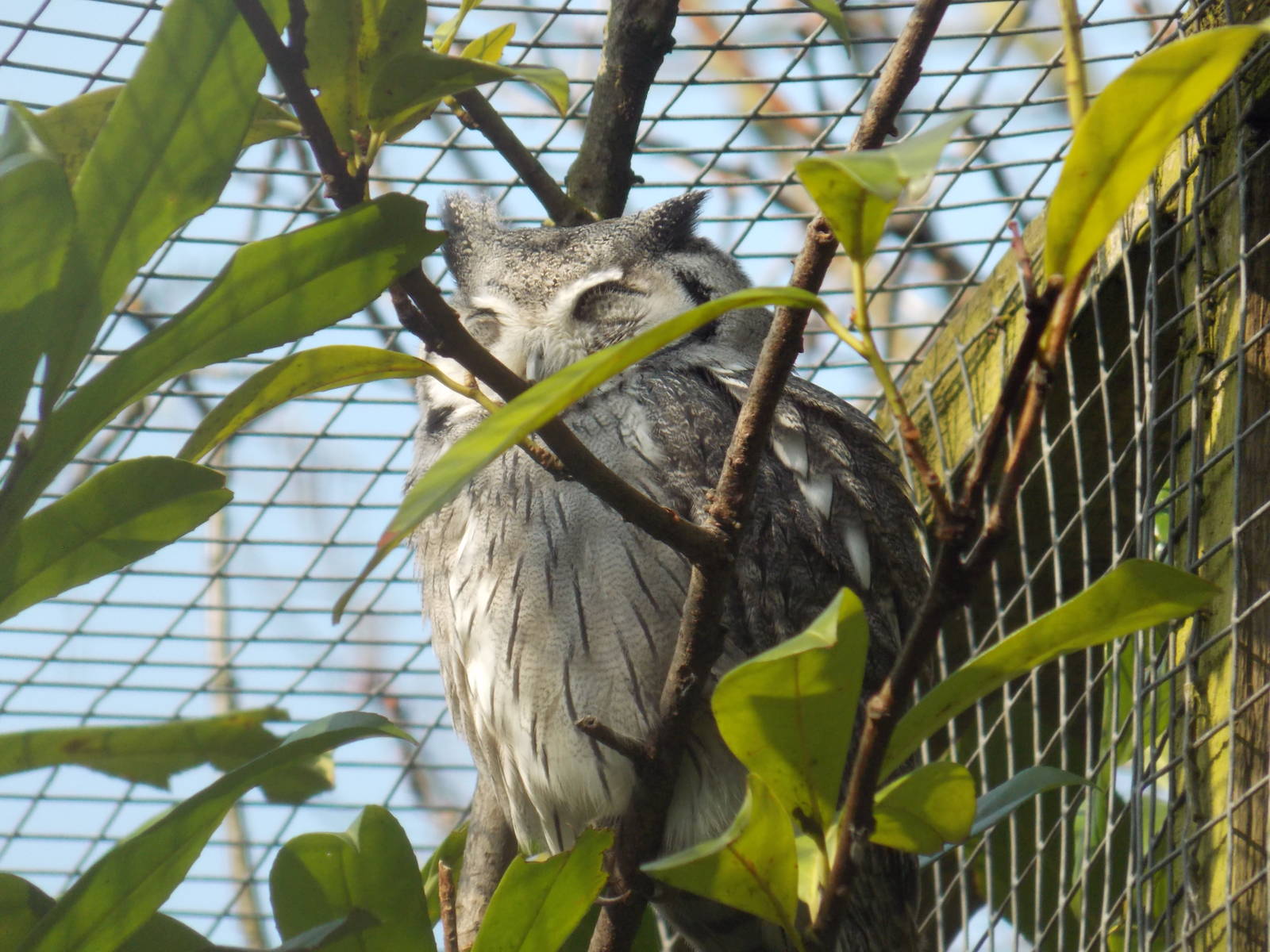 Northern white-faced owl
