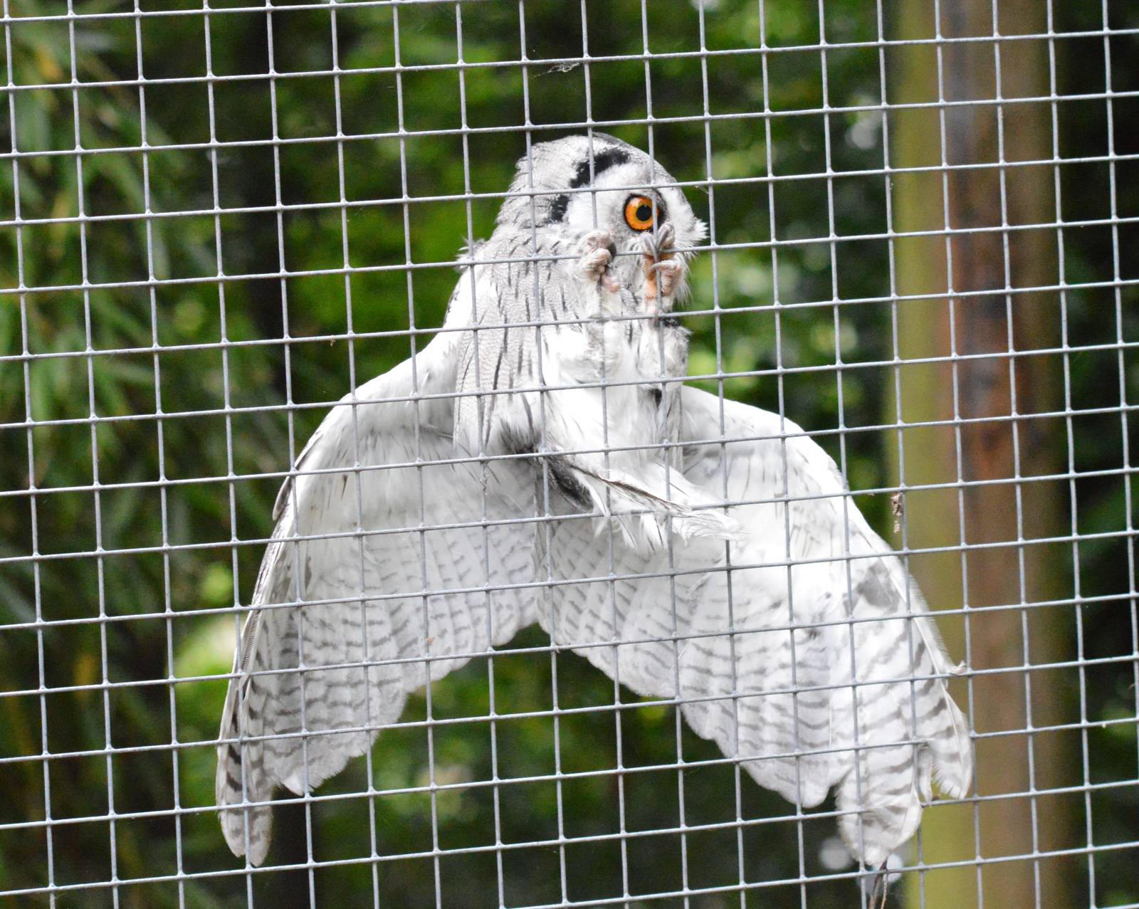 Northern white-faced owl