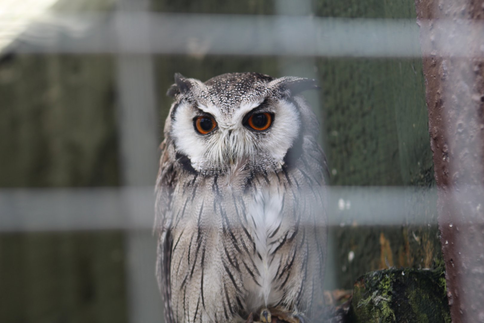 Northern White-Faced Owl