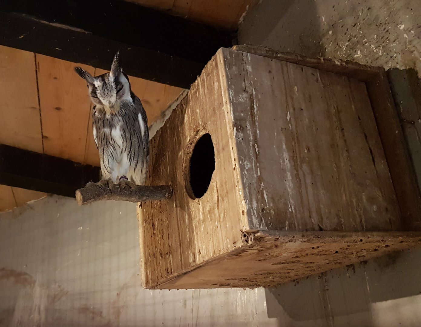 Northern white-faced owl