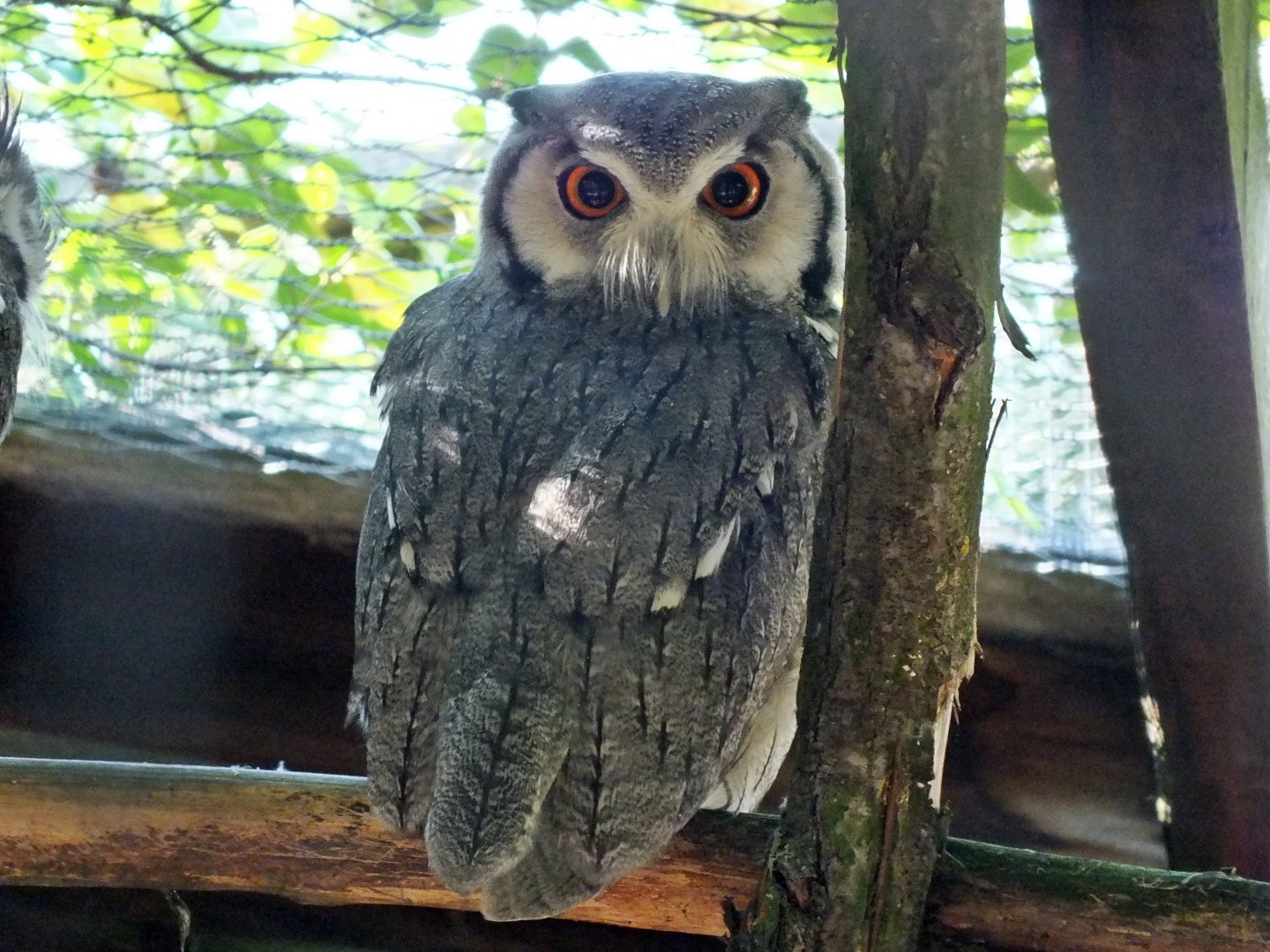 Northern white-faced owl