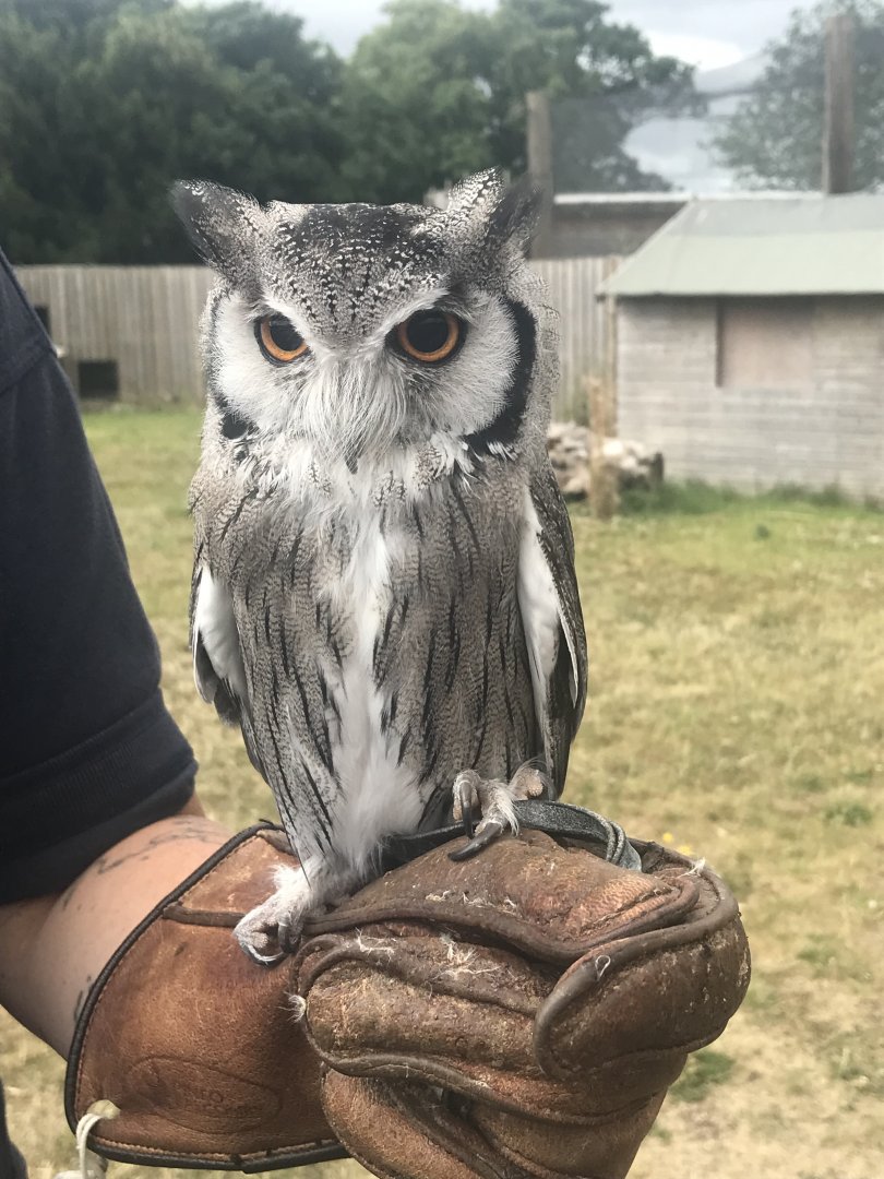 Northern white-faced owl