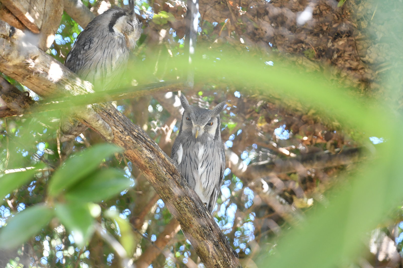 Northern White-faced Owl