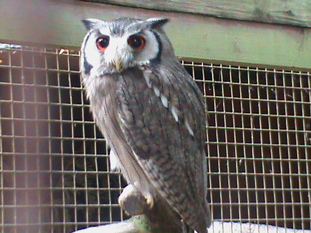northern white-faced scops owl 100711
