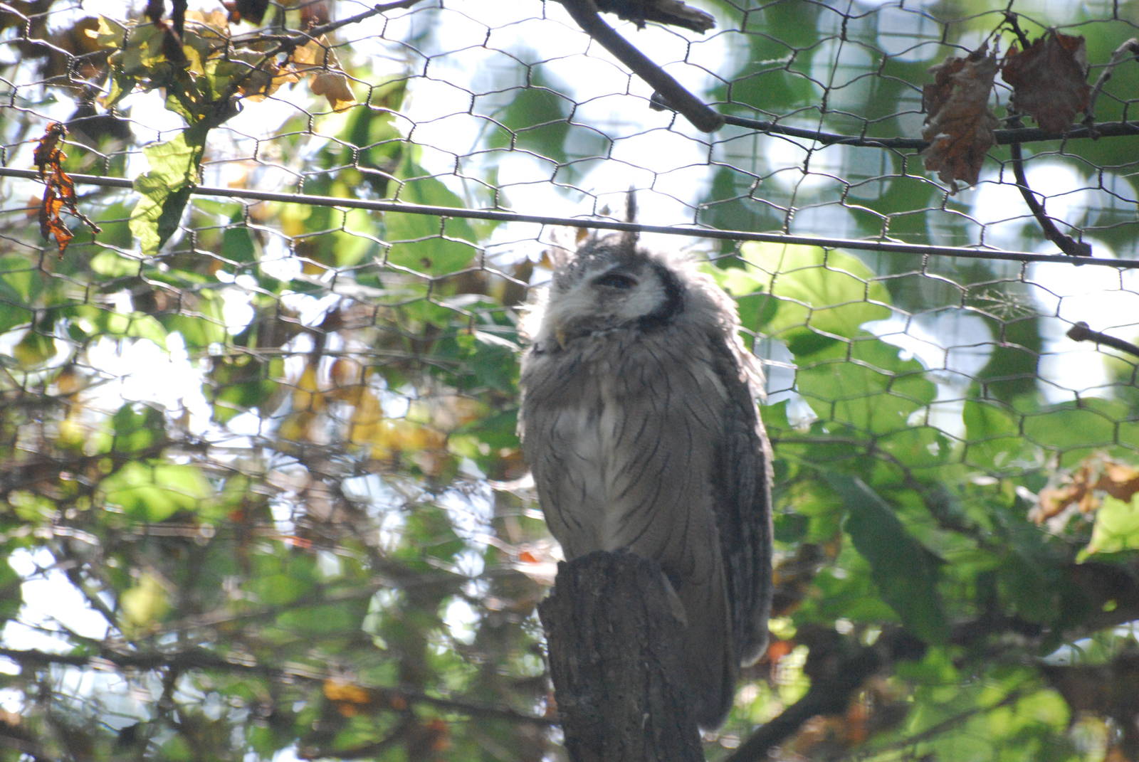 Northern white-faced scops owl at Africa Alive!