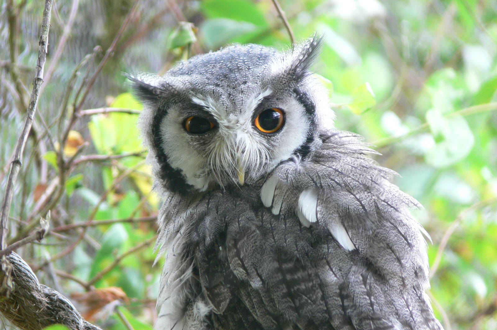 Northern white-faced Scops Owl at Hamerton Zoo, 23/08/14