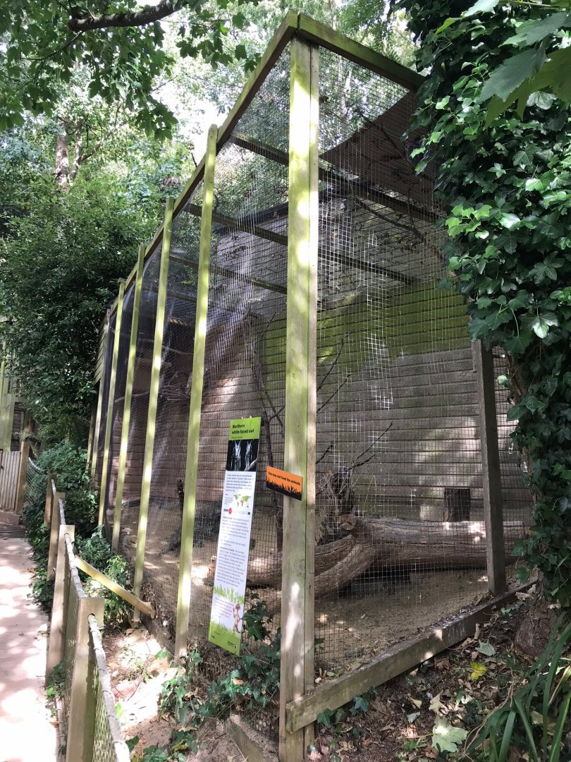 Northern White-faced Scops Owl aviary 150918