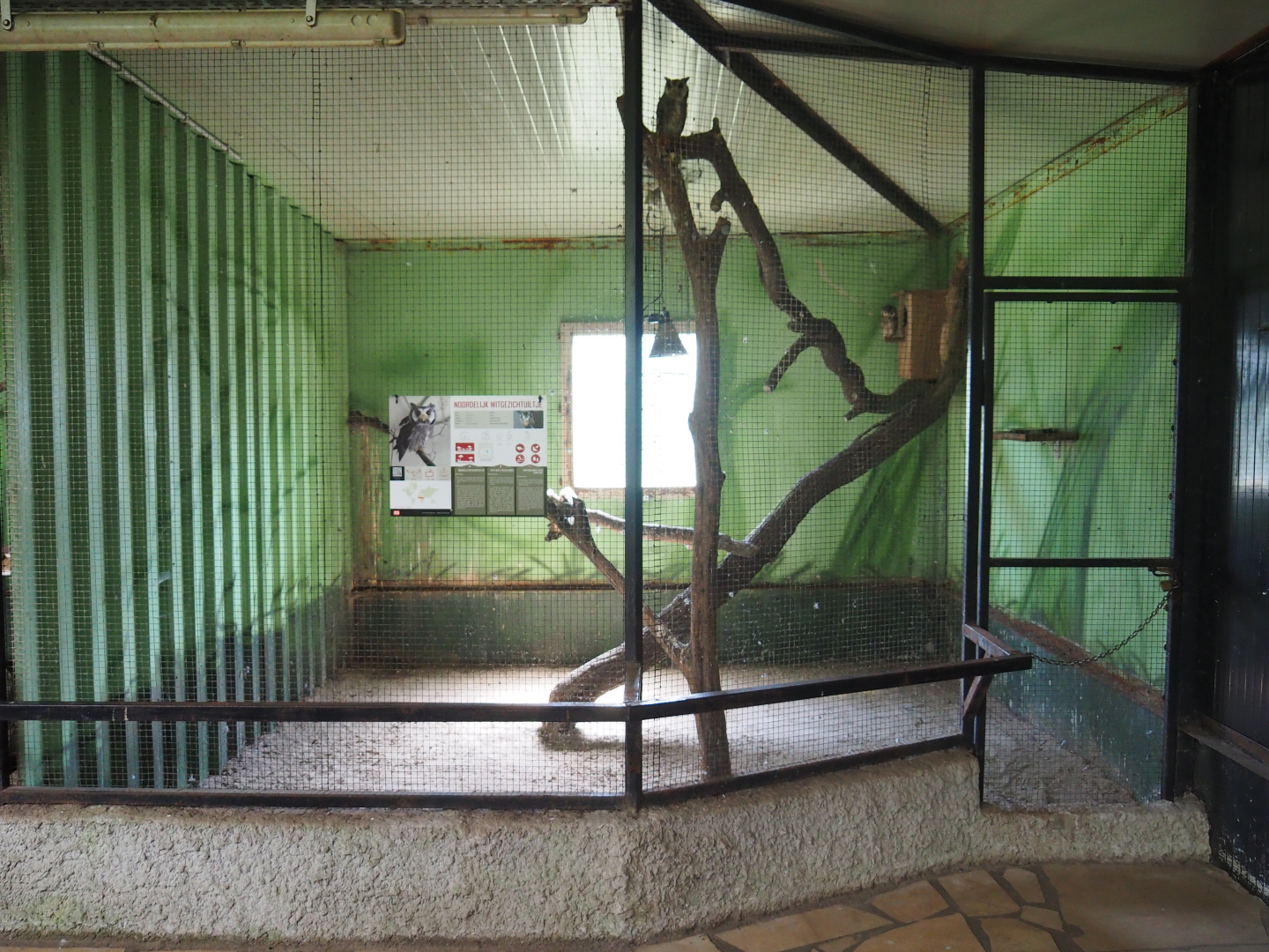 Northern white-faced scops-owl aviary, 2019-08-04