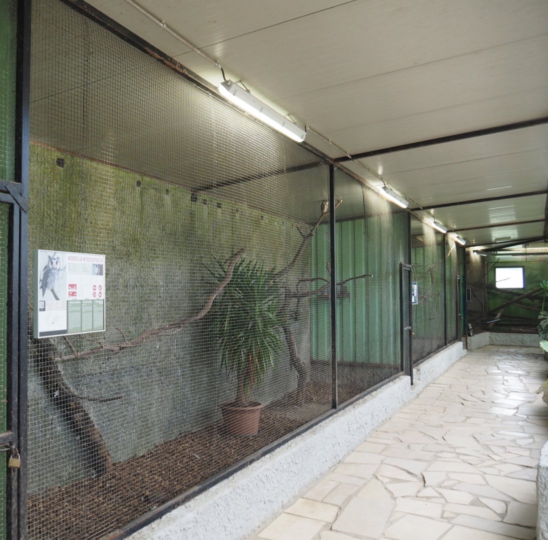 Northern white-faced scops-owl aviary, 2021-06-15