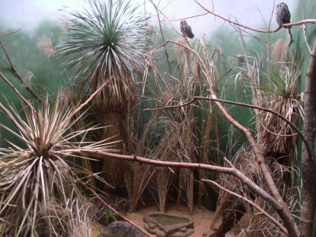 Northern White-Faced Scops Owl Enclosure