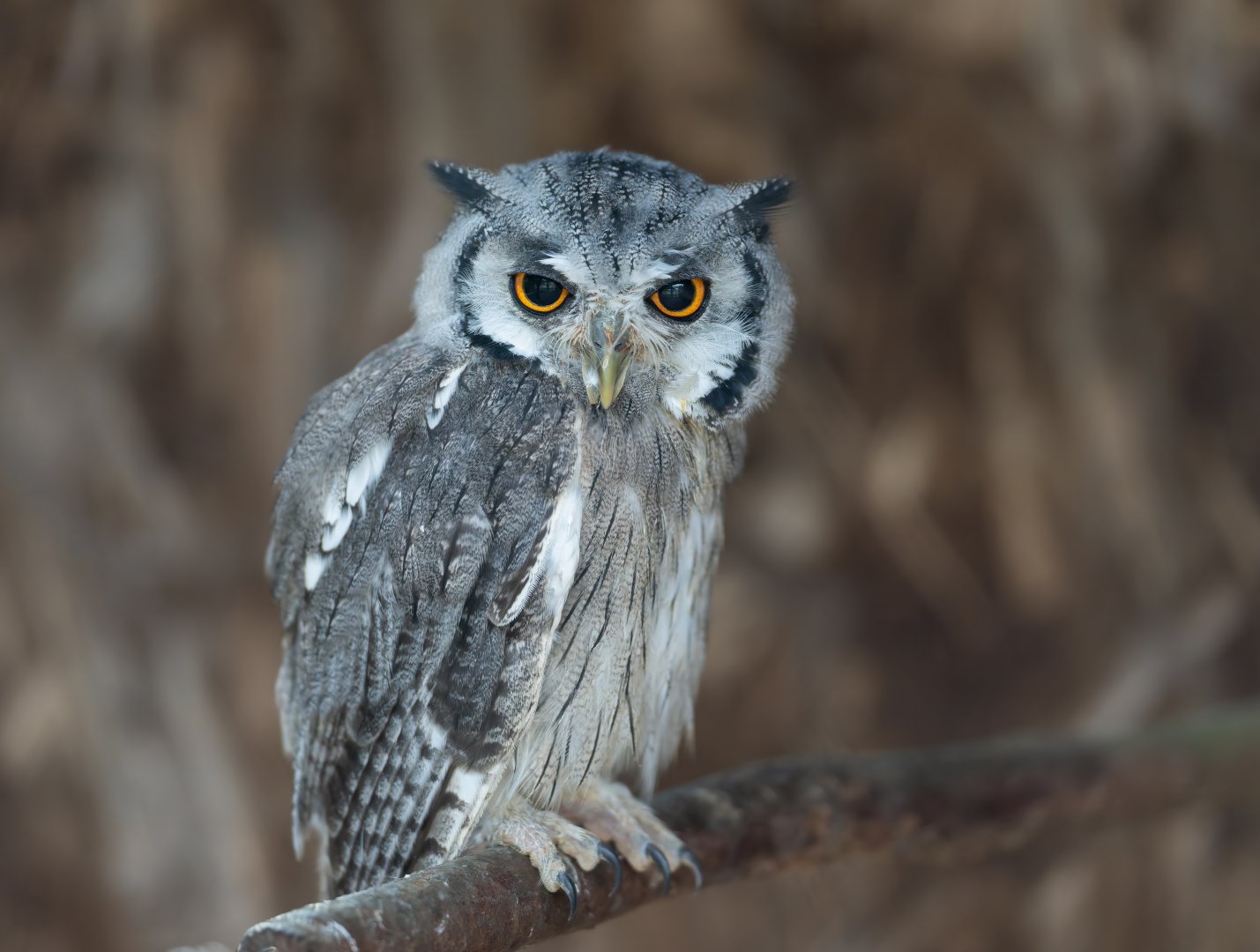 Northern white faced Scops Owl, Hamerton, UK