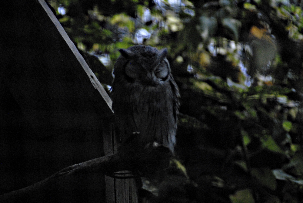 Northern  White-faced Scops Owl - Marwell Zoological Park 2021