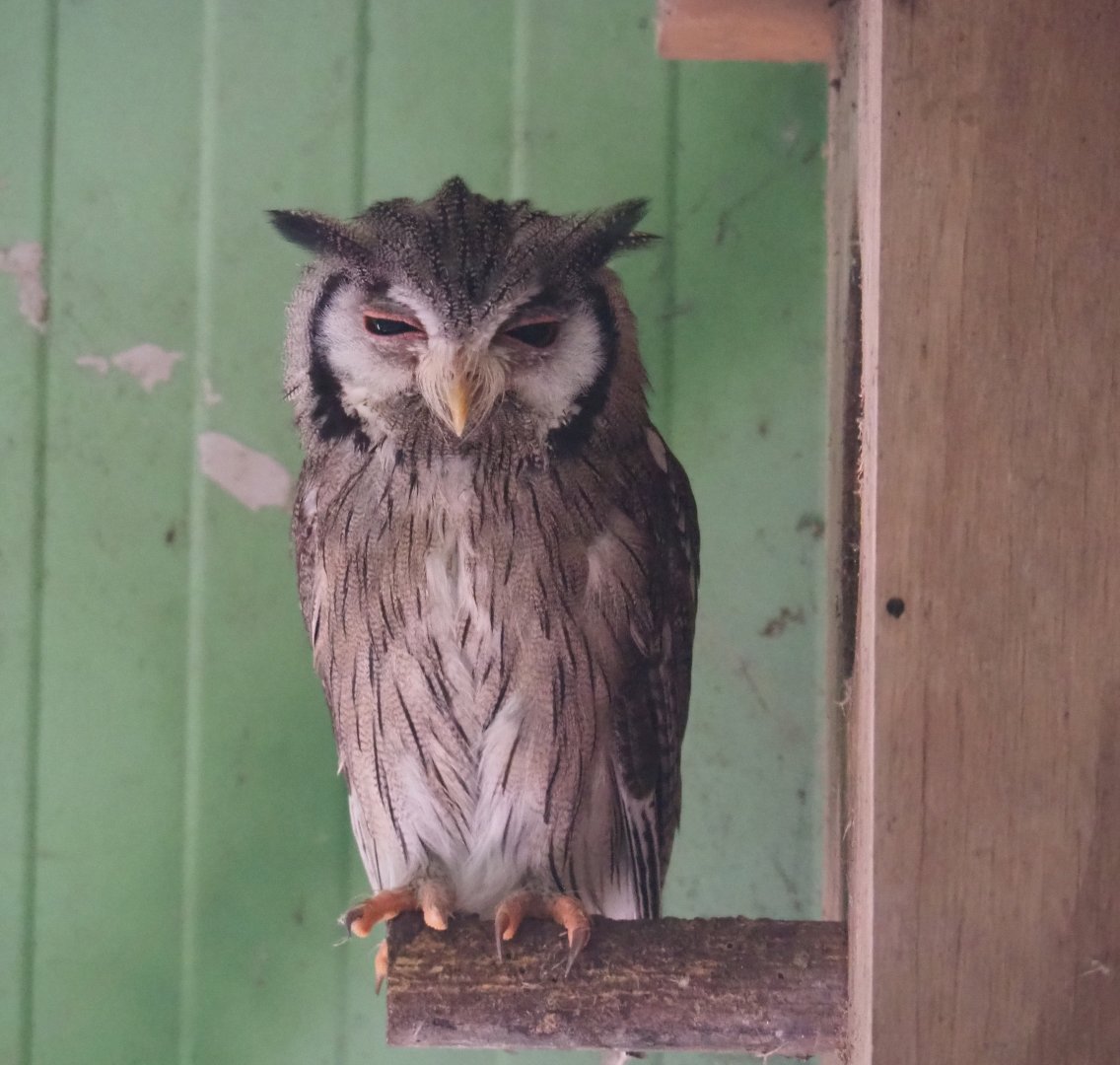 Northern white-faced scops-owl (Ptilopsis leucotis), 2019-08-04