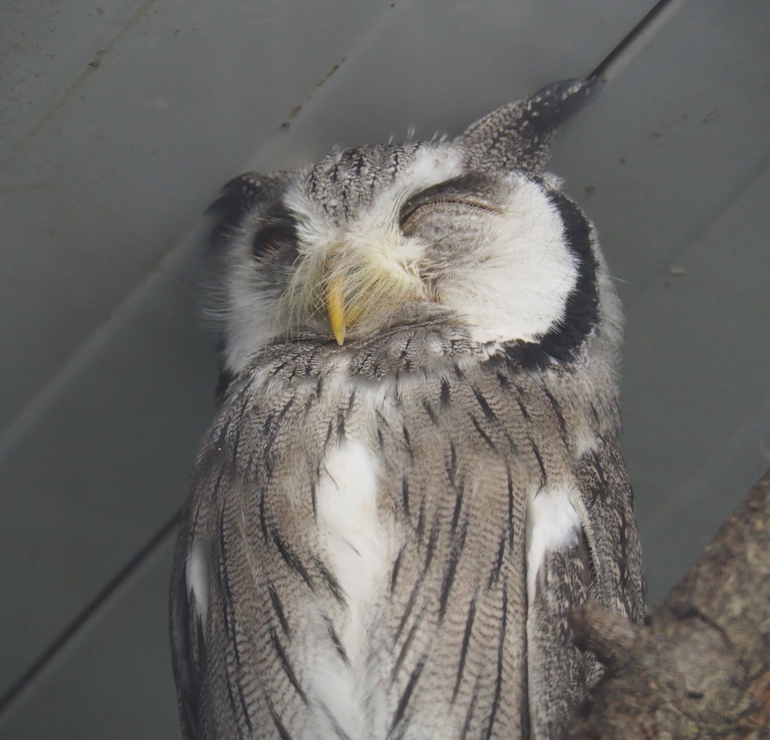 Northern white-faced scops-owl (Ptilopsis leucotis), 2021-06-15