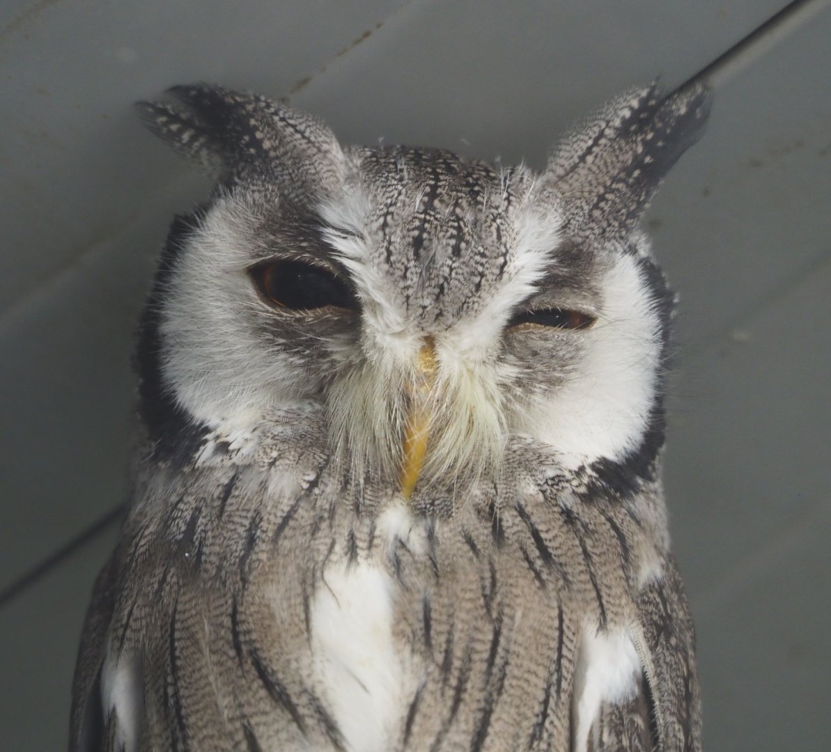 Northern white-faced scops-owl (Ptilopsis leucotis), 2021-06-15
