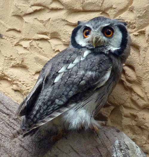 Northern white-faced scops owl (Ptilopsis leucotis)