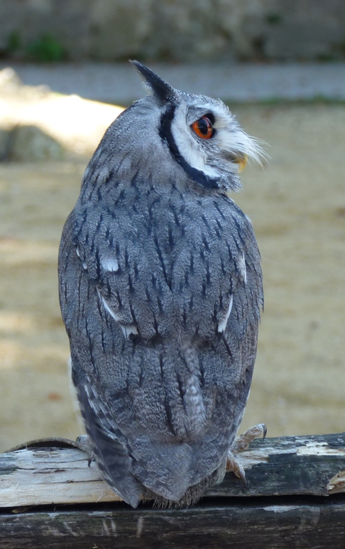 Northern white-faced scops owl (Ptilopsis leucotis)