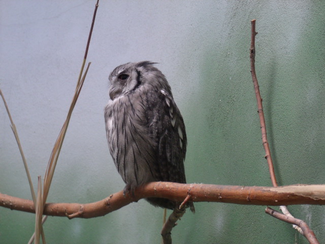 Northern White-Faced Scops Owl