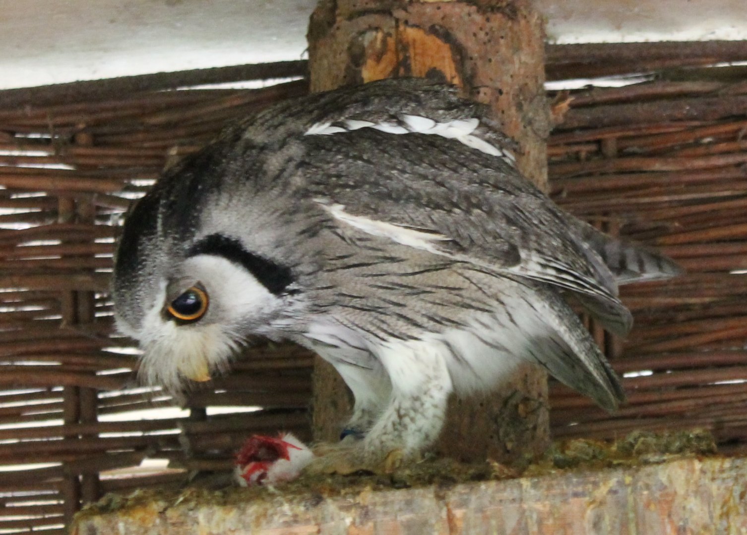 Northern white-faced scops-owl