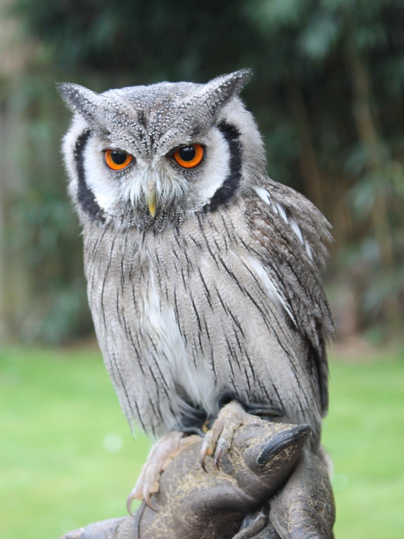 Northern white-faced scops-owl