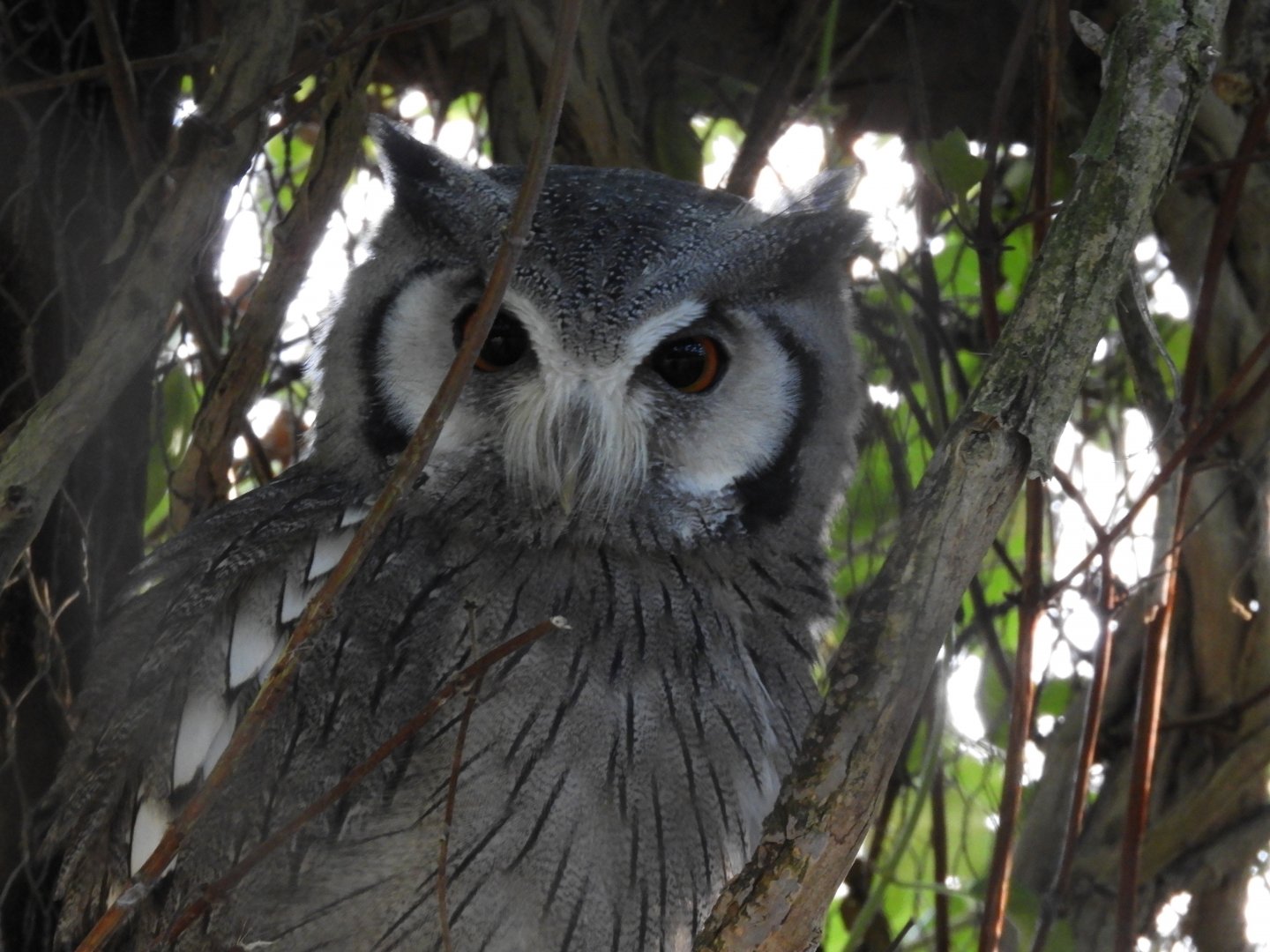 Northern white-faced scops-owl