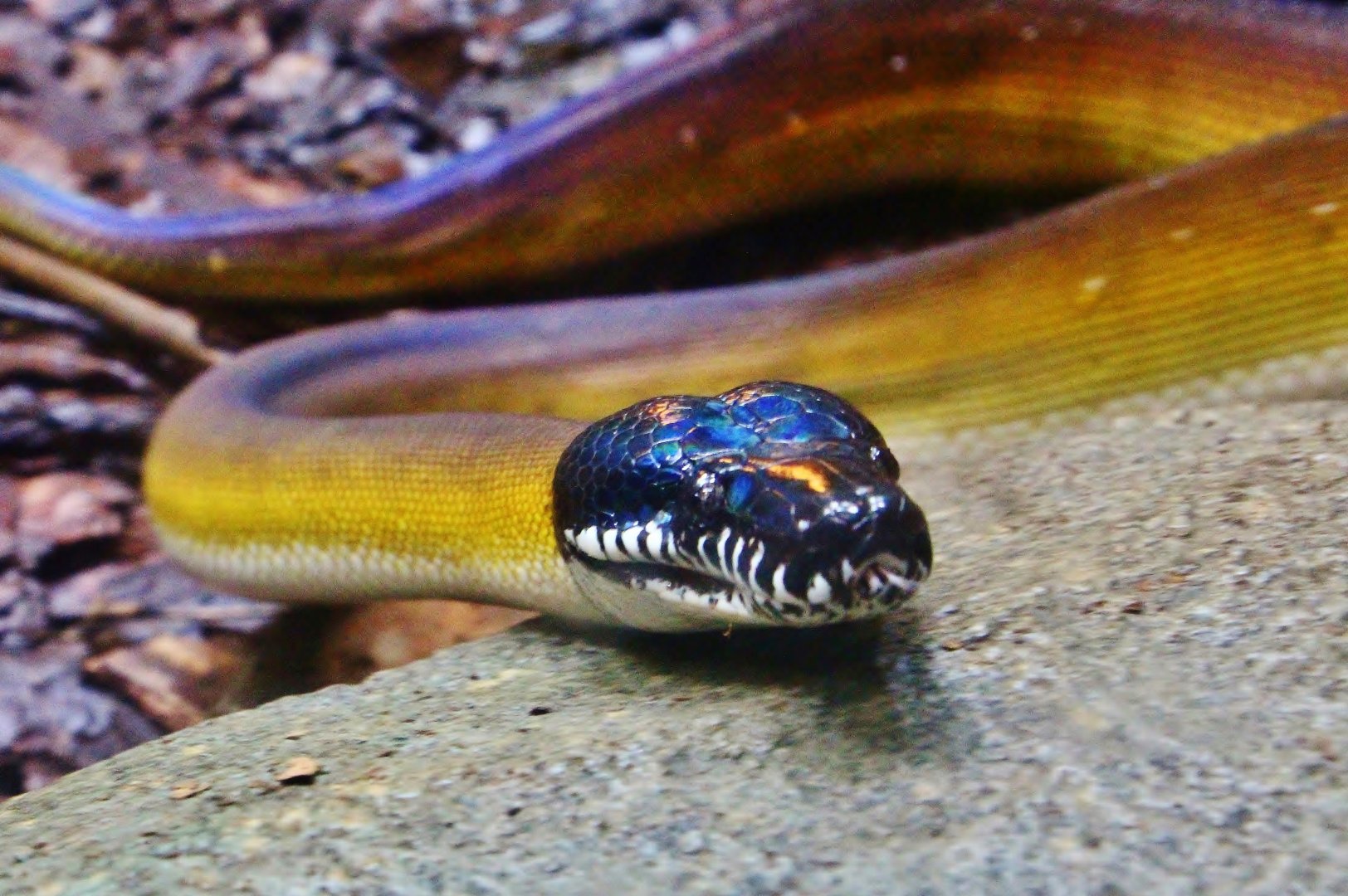 Northern White-lipped Python (Leiopython albertisii)