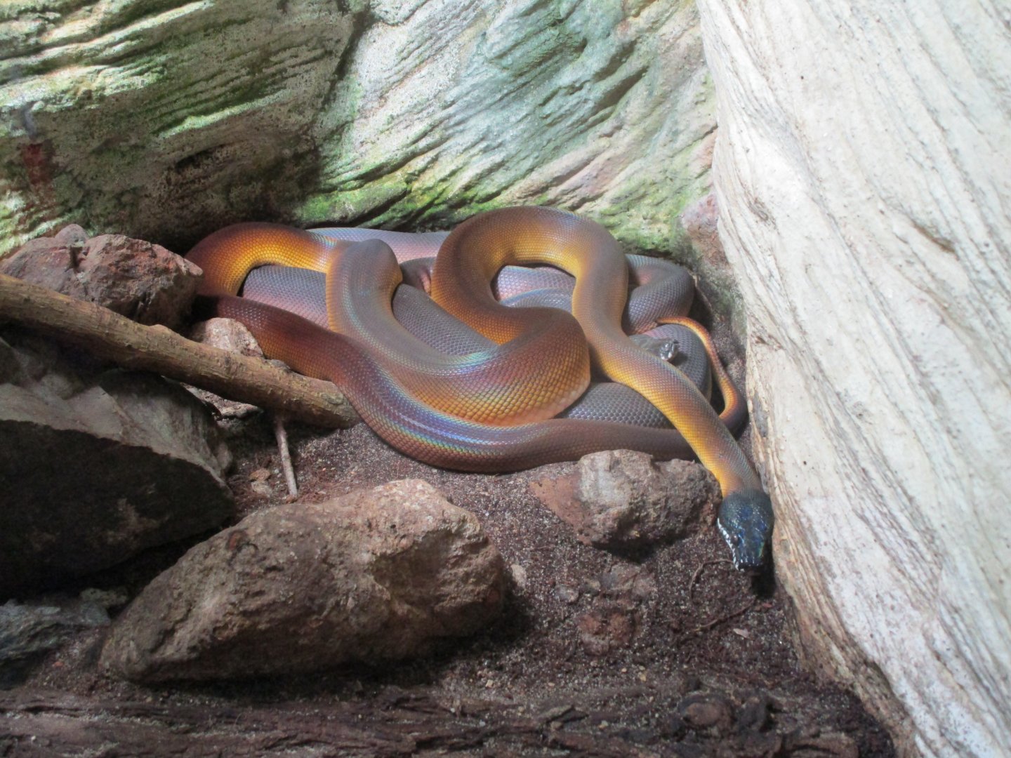 Northern White-lipped Python