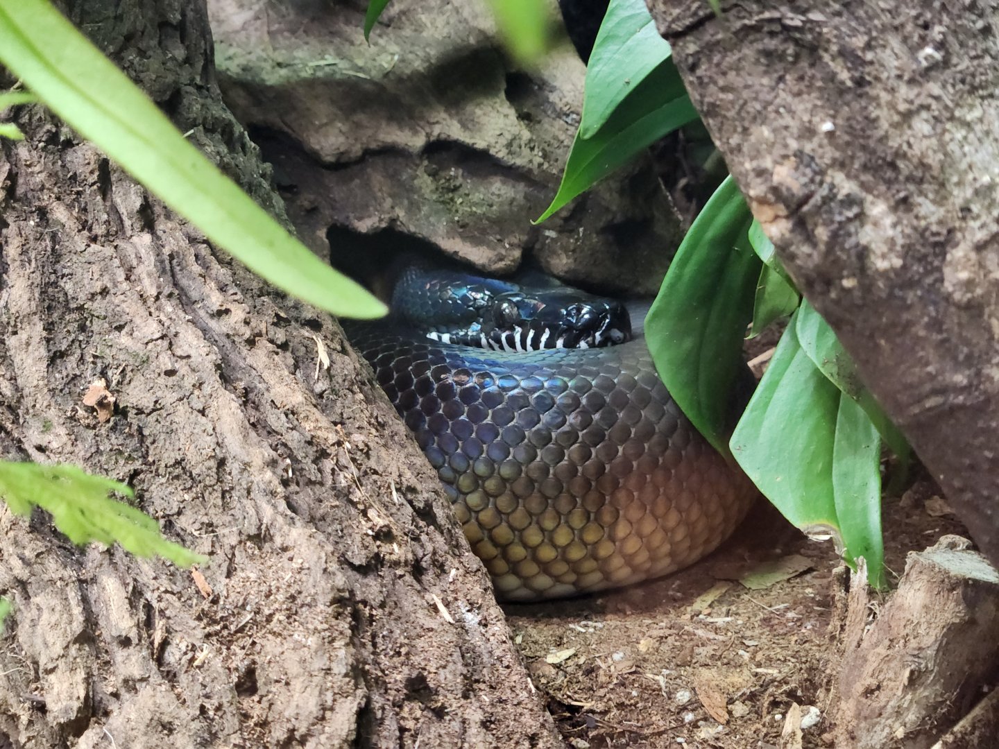 Northern White-lipped Python