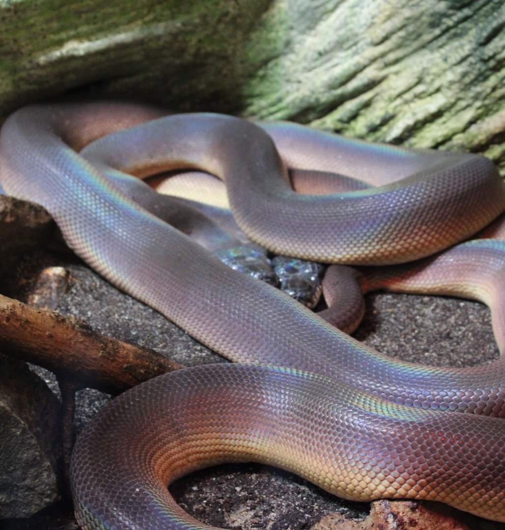 Northern white-lipped pythons - Leiopython albertisii