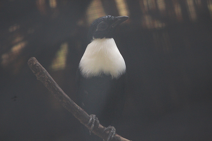 Northern white-necked myna (Streptocitta albicollis torquata)
