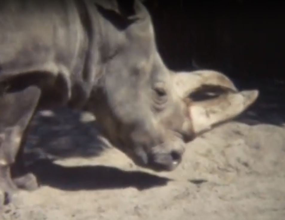 Northern white rhino 1960-ties -1970-ties