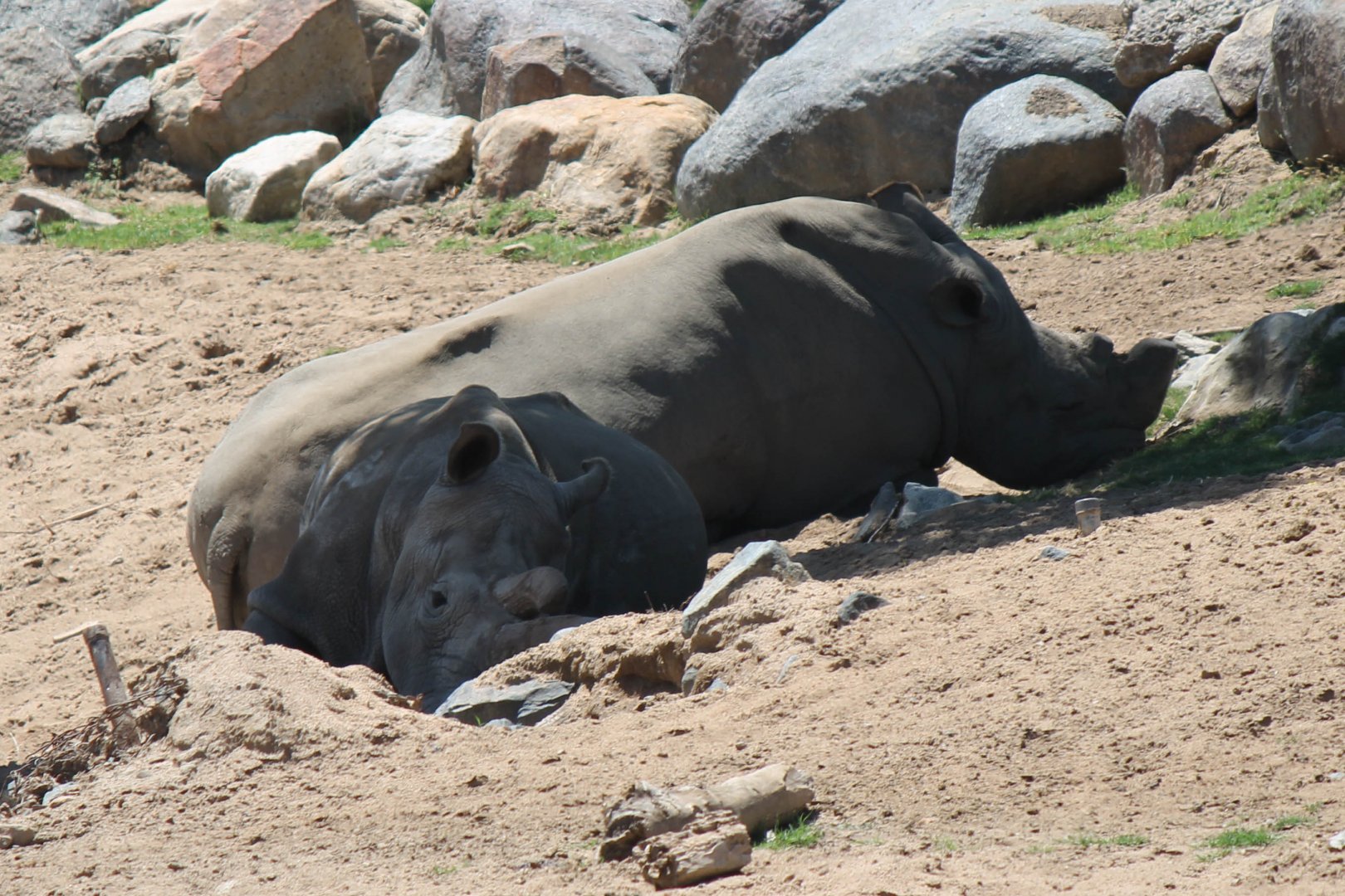 Northern White Rhino- 2015