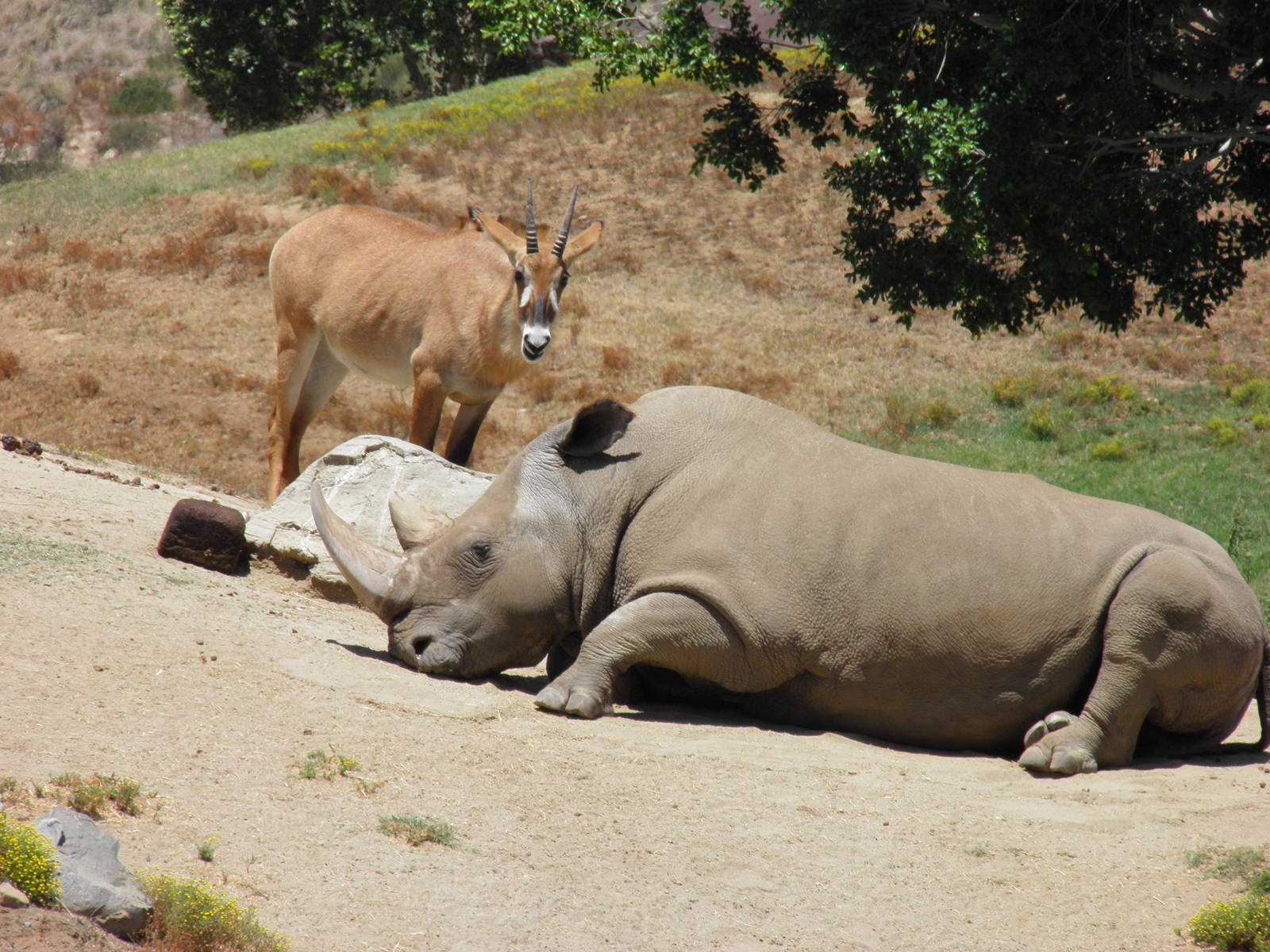 Northern white rhino Angalifu