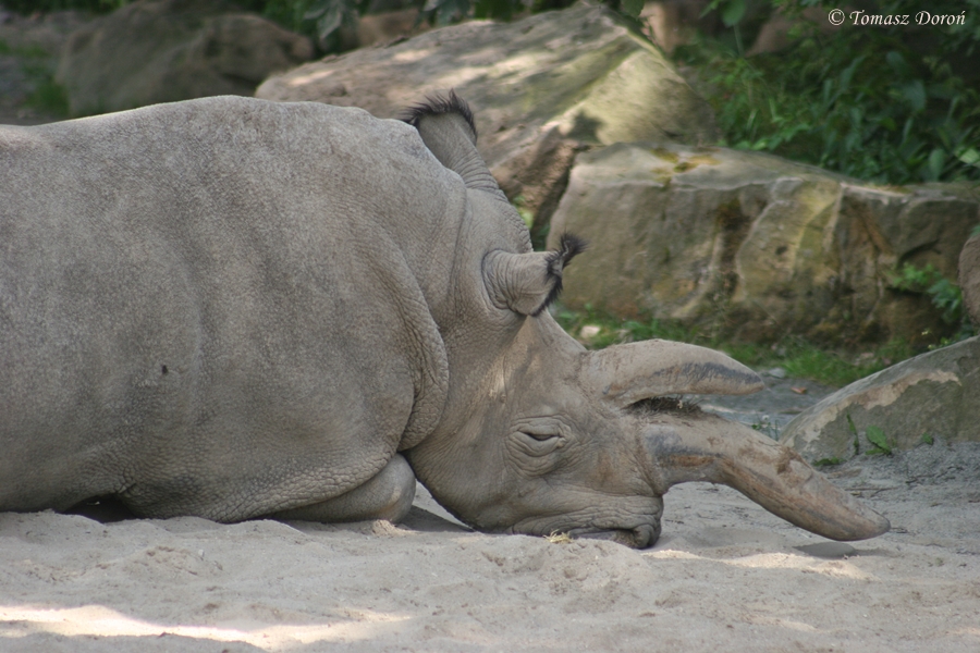 Northern White Rhino (Ceratotherium simum cottoni) - june 2008