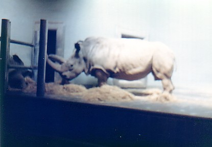 Northern White rhino @ London zoo 1972