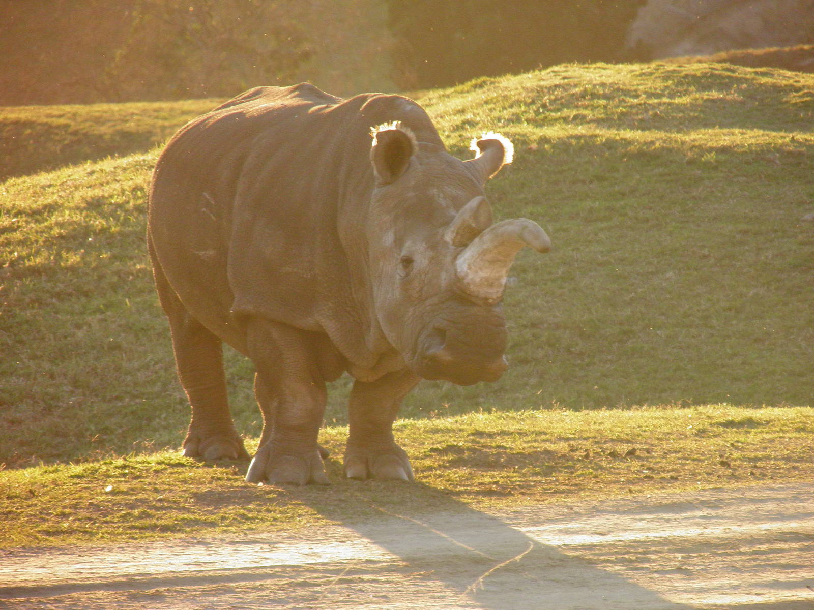 Northern white rhino Nola