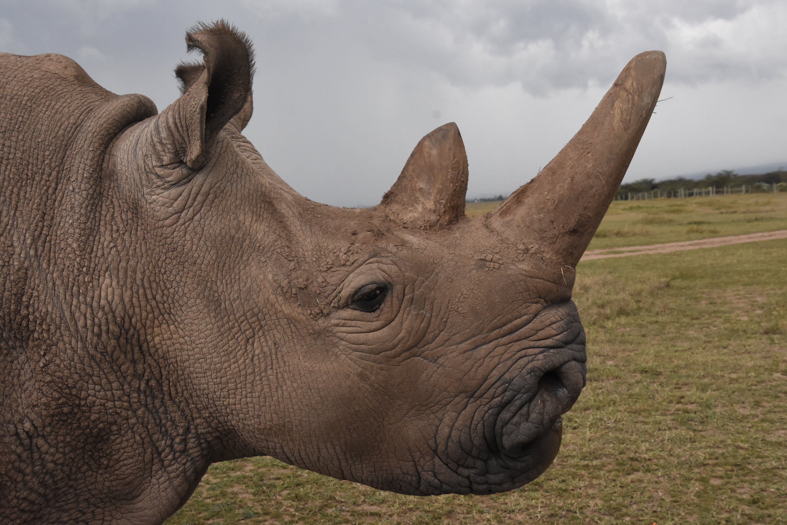 Northern white rhino - Ol Pejeta