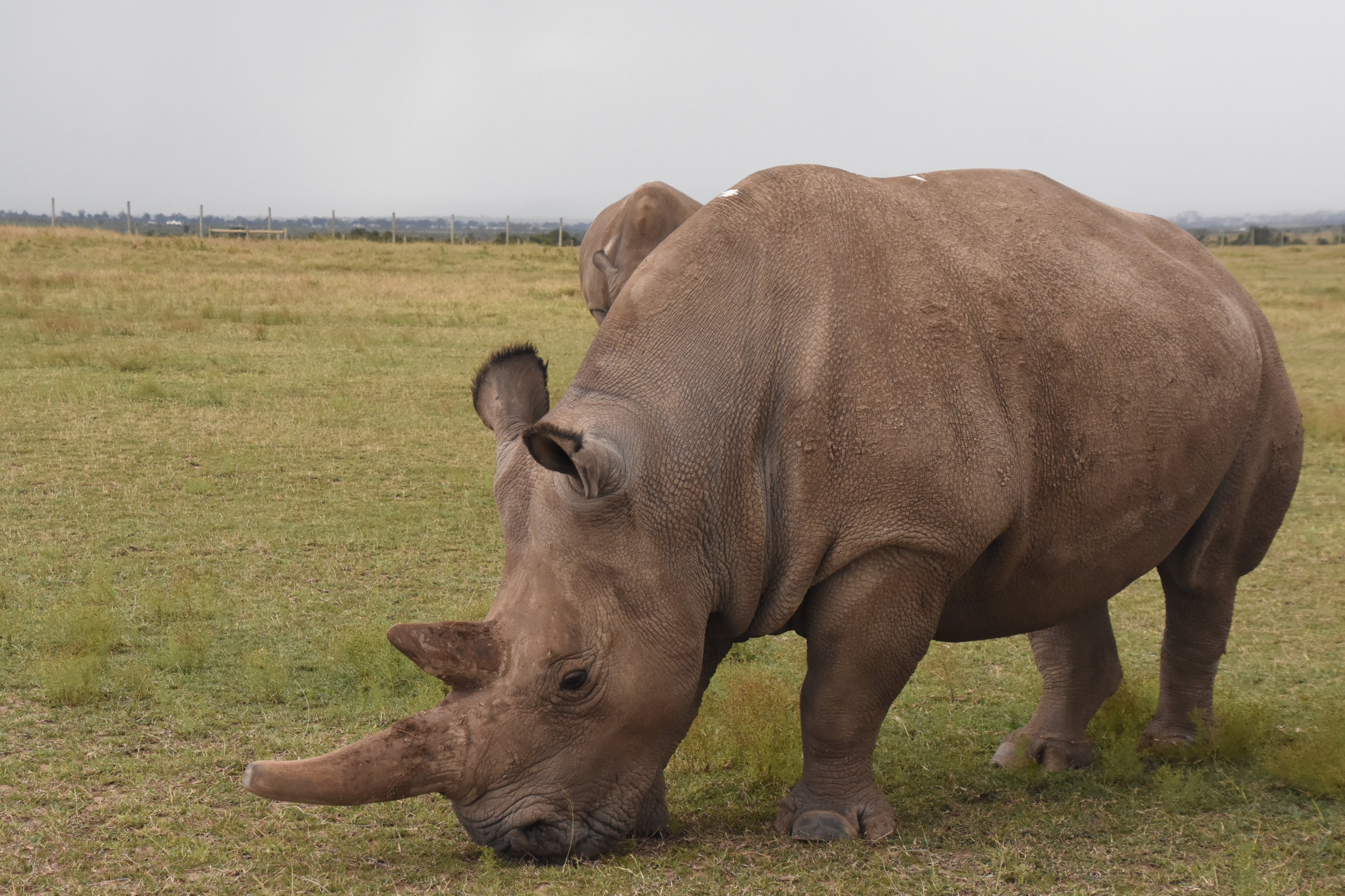 Northern white rhino - Ol Pejeta
